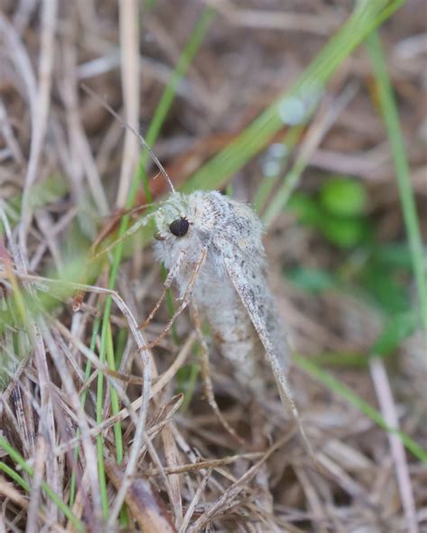 R F Insecta Lepidoptera Noctuidae Polymixis Polymixis