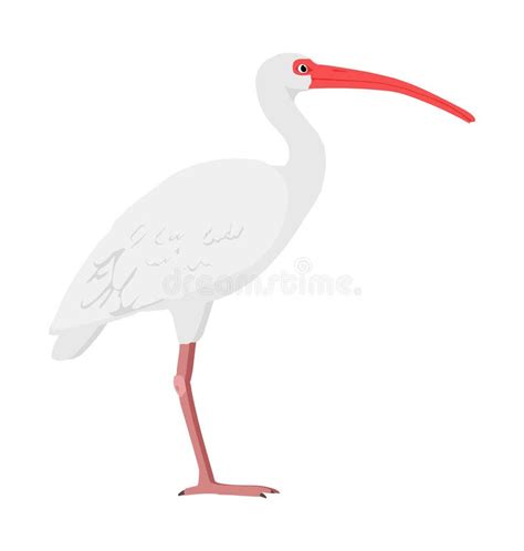 Eudocimus Albus American White Ibis Side View Flat Vector Stock