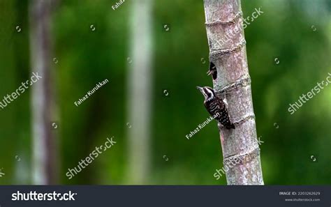 Sunda Pygmy Woodpecker Chick Stock Photo Shutterstock