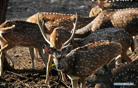 In Pics Wildlife Park In Jammu Indian Controlled Kashmir Xinhua