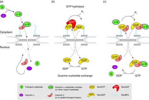 Two Way Trafficking With Ran Trends In Cell Biology