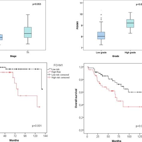 Uromol Cohort A Differential Expression Of Foxm1 Based On Tumor Stage