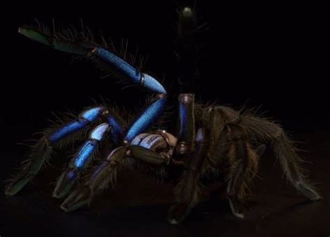 New species of electric blue tarantula, a rare color in animals - Time News