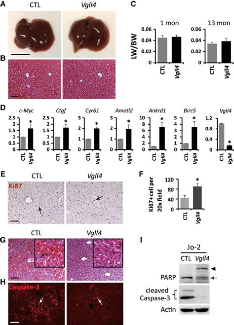 YAPVGLL4 Antagonism Defines The Major Physiological Function Of The