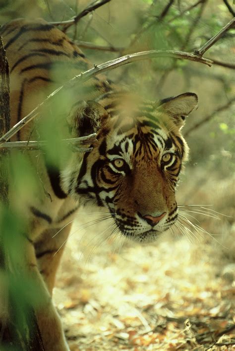 Tiger Safari Trip in India with Stephen Mills