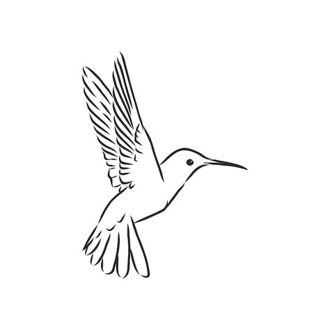 Premium Vector Flying Bird Hummingbird Vector Sketch Illustration