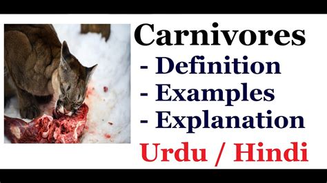 Carnivore Examples