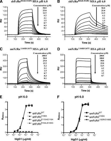 Spr Analyses Of Albumin Binding To Rodentized And Humanized Fcrn