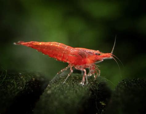 How To Breed Red Cherry Shrimp Easily Planted Nano Tanks