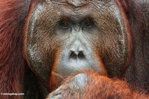 Confused Orangutan