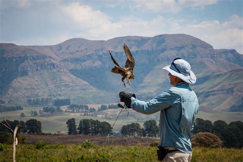 10,000+ Best Eagle Flying Photos · 100% Free Download · Pexels Stock Photos