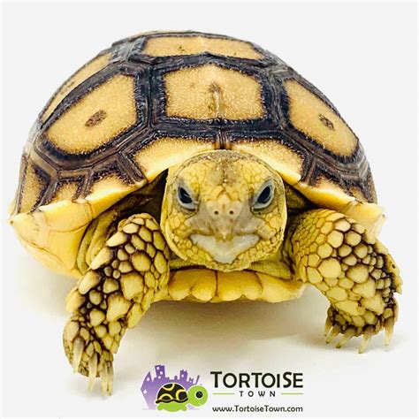 African Spurred Tortoise Baby