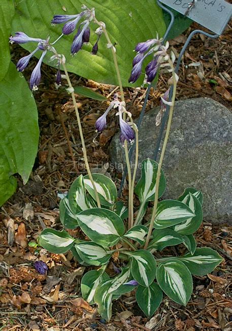 P00 Hosta 'Pandoras Box' from The Hosta Helper - Presented by PlantsGalore.Com