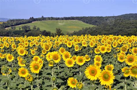 sunflower field  stock photo  vecteezy
