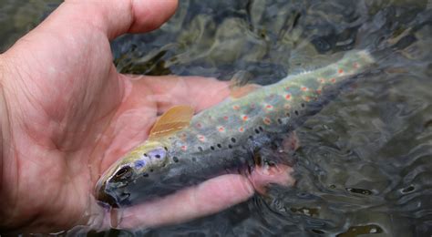 Brook Trout Alaska Outdoors Supersite