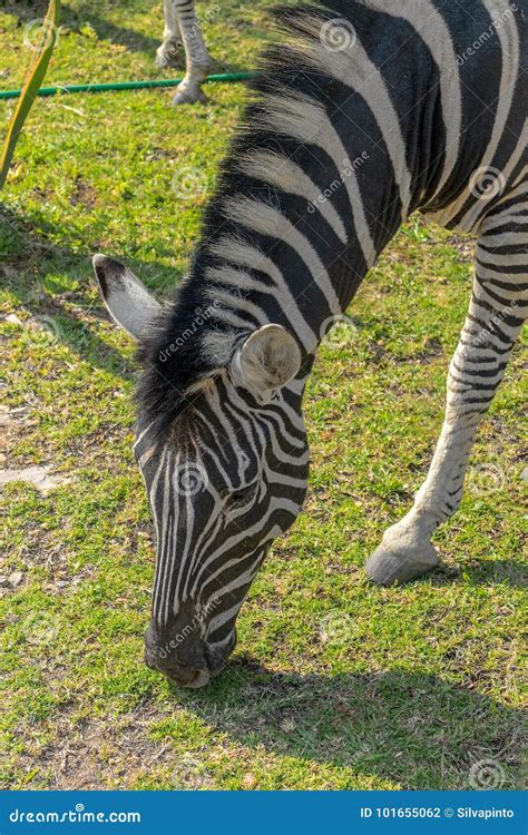 Zebra Eating Grass. Close Up Stock Photo - Image of land, ground: 101655062