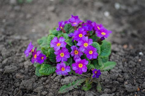 Flores Roxas Bonitas Da Mola Plantadas Na Terra Foto De Stock Imagem