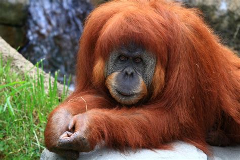 orangutan 红毛猩猩 a large ape with redd 来自安大an子的图片分享 堆糖网