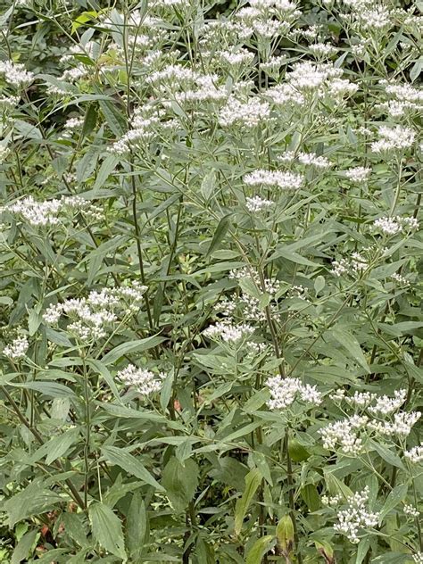 Late Boneset From Meadowbrook Dr Syracuse NY US On September 11