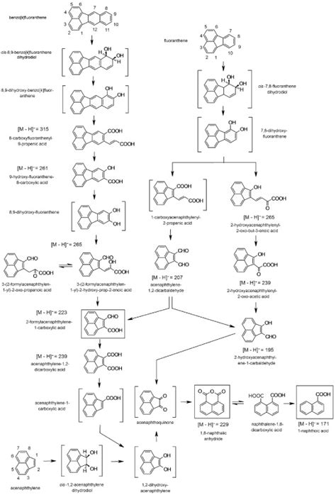 Biotransformation Of The High‐molecular Weight Polycyclic Aromatic Hydrocarbon Pah Benzo[k