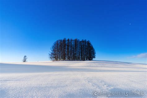 絶景に感動！北海道美瑛（びえい）の冬の観光スポットへgo！ 北海道へ行こう！