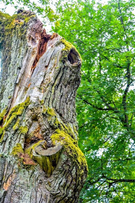 Mossy Trunk Of Mighty Ancient Oak Tree In Summer Forest Oak Bark