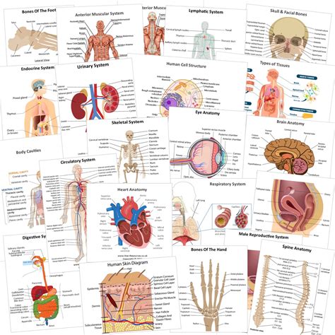 Oriented Anatomy Flash Cards At Richard Sandoval Blog