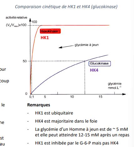 Enzymo Contr Le De L Activit Enzymatique Cartes Quizlet