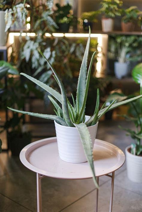 Алоэ (Aloe) 20 см - купить в Минске с доставкой, цена и фото в интернет ...