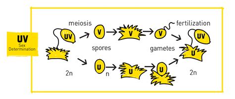 Sex Determination The X Y Z’s Of Sex Chromosomes Hudsonalpha Institute For Biotechnology