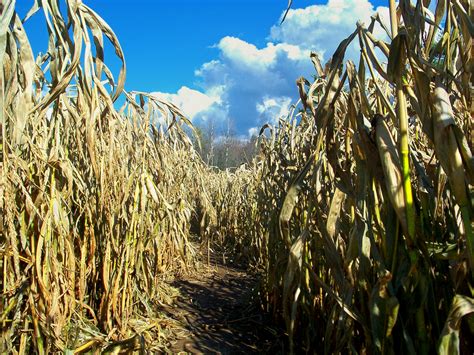 Guide To Corn Mazes In Georgia I Love Halloween