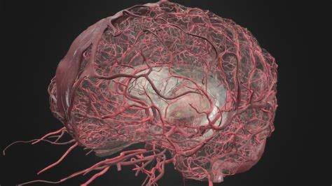 Cranial Cerebrovasculature with Deep Structures | 3D Models | The ...