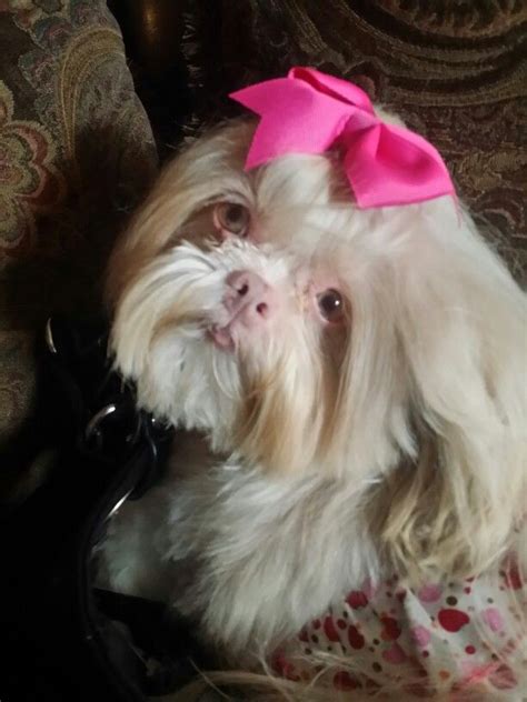 Pin By Eileen Milton On All Things Pink Shih Tzus Shih Tzu Puppies