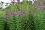 Vernonia Gigantea Tall Ironweed Prairie Moon Nursery