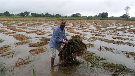 Rainfall Damages Key Crops Could Stoke Food Prices Latest News India