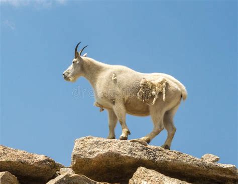 A Mountain Goat Oreamnos Americanus Female and Two Kids Near T Stock ...