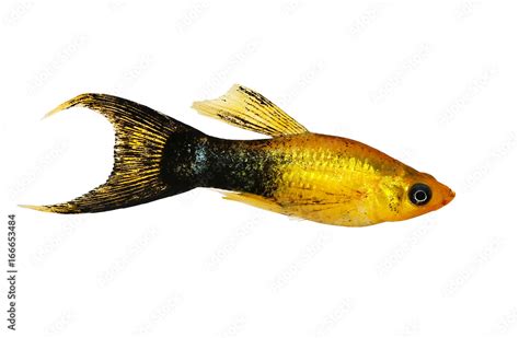 Black And Gold Molly Fish