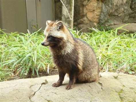 Raccoon Dog-Japan National Animal | | Latest Hd Wallpapers