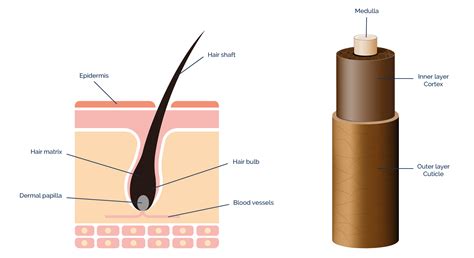 Anatomy And Cycle Of The Hair Centre De Greffe Capillaire FUE Mulhouse 68