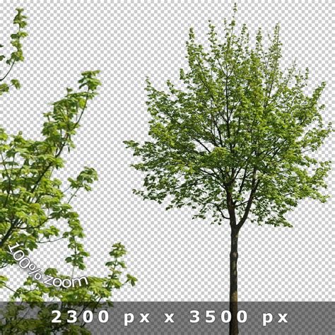 Cutout Trees V Architecture Visualization Tonytextures