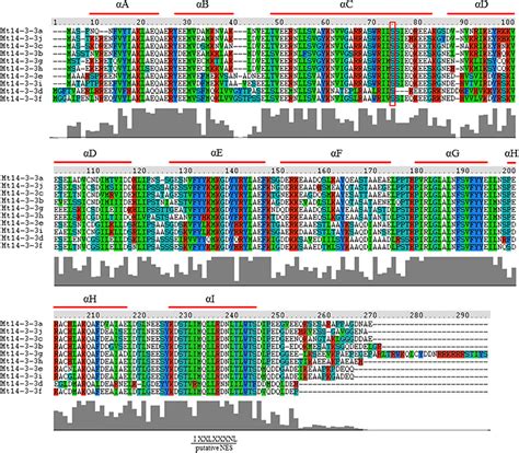 Frontiers Genome Wide Identification And Expression Analysis Of The