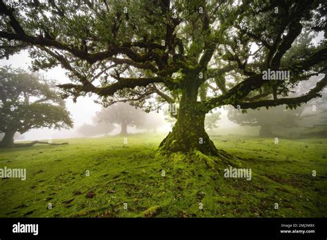 Laurel plants hi-res stock photography and images - Alamy