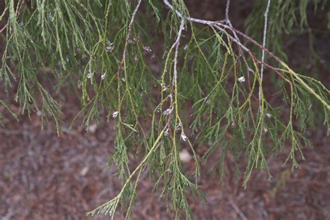 Thuja Occidentalis Filiformis 2019 Photo Thuja Occident Flickr