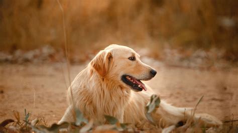 Perros Estos Son Los Factores Que Debes Considerar Para Saber Cu L