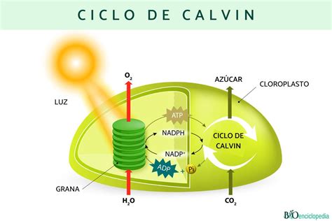 Ciclo De Calvin Qu Es Fases Y Funci N Resumen Para Estudiar