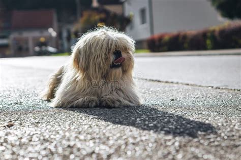 Perro Peludo Y Cortado Tendido En La Calle Foto De Archivo Imagen De