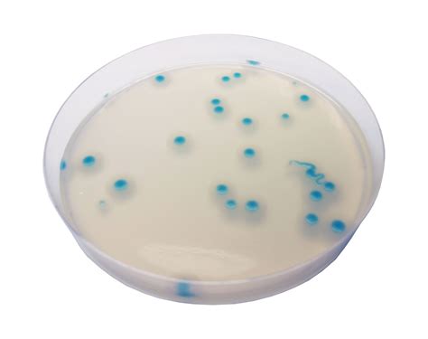 Bacillus Cereus Agar