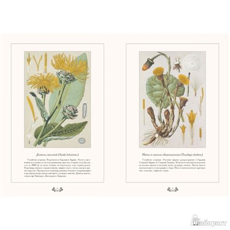 Атлас русских лекарственных растений - Варлих Вольдемар Карлович ...