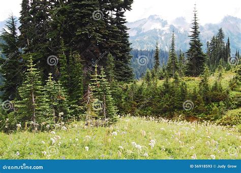 Alpine Forests And Meadows Stock Image Image Of Grasses 56918593