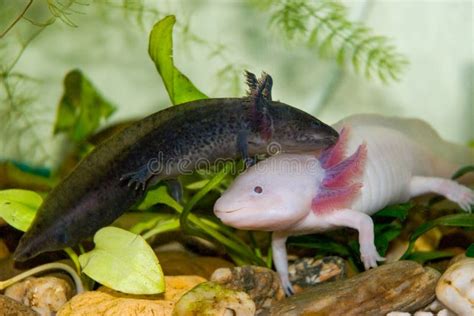 Underwater Axolotl Portrait Close Up In An Aquarium Mexican Walking